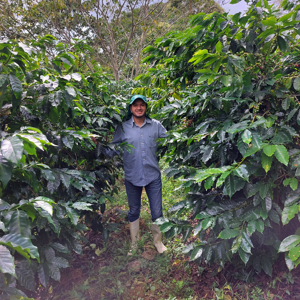 Honduran Espresso Blend – Medium-Dark Roast Specialty Coffee, 50g Sample