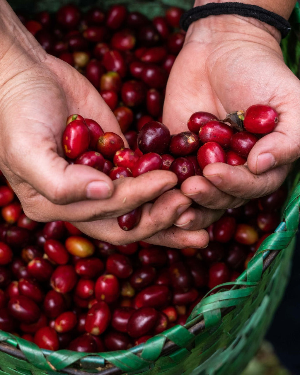 Honduras Monte Fresco Parainema Washed – Medium Roast Specialty Coffee, 2-Pack