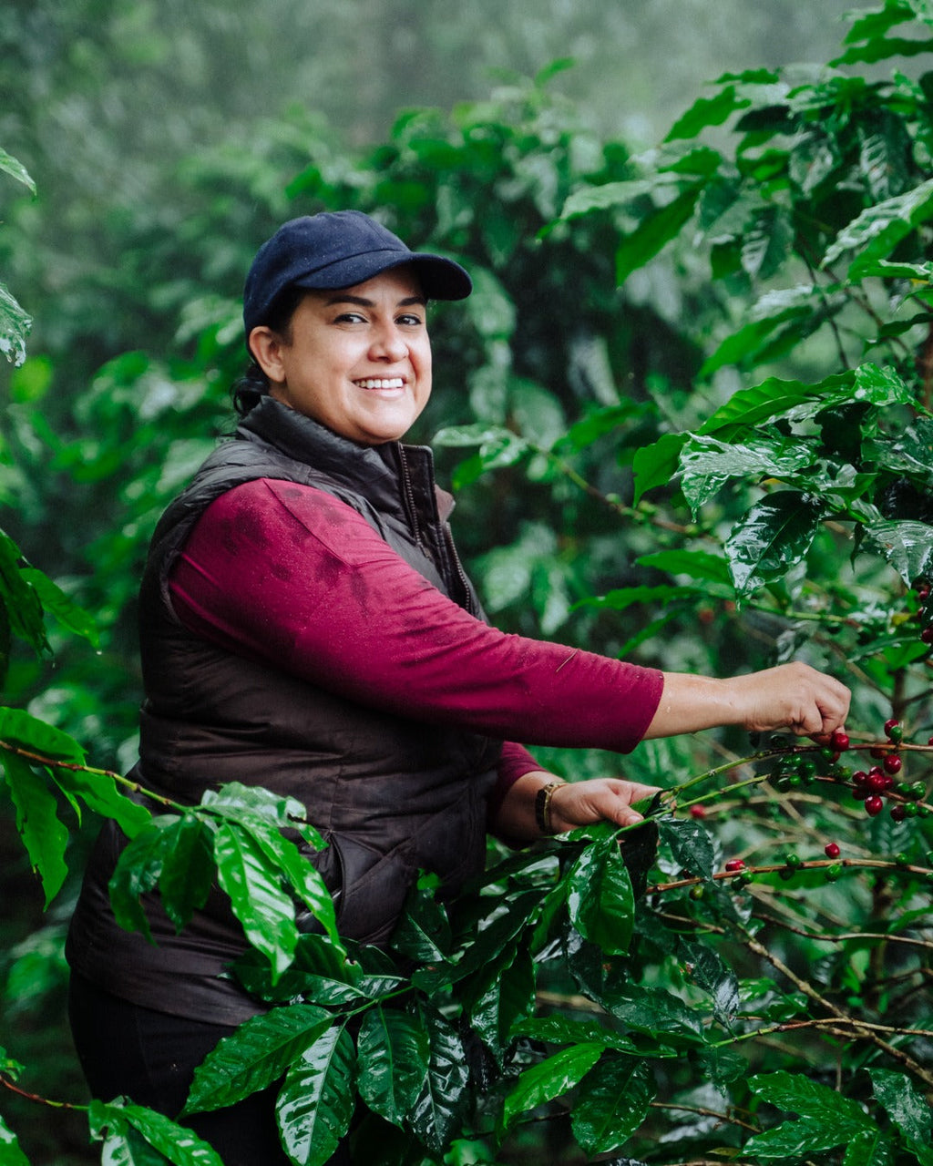 Honduras Monte Fresco Parainema Washed – Medium Roast Specialty Coffee